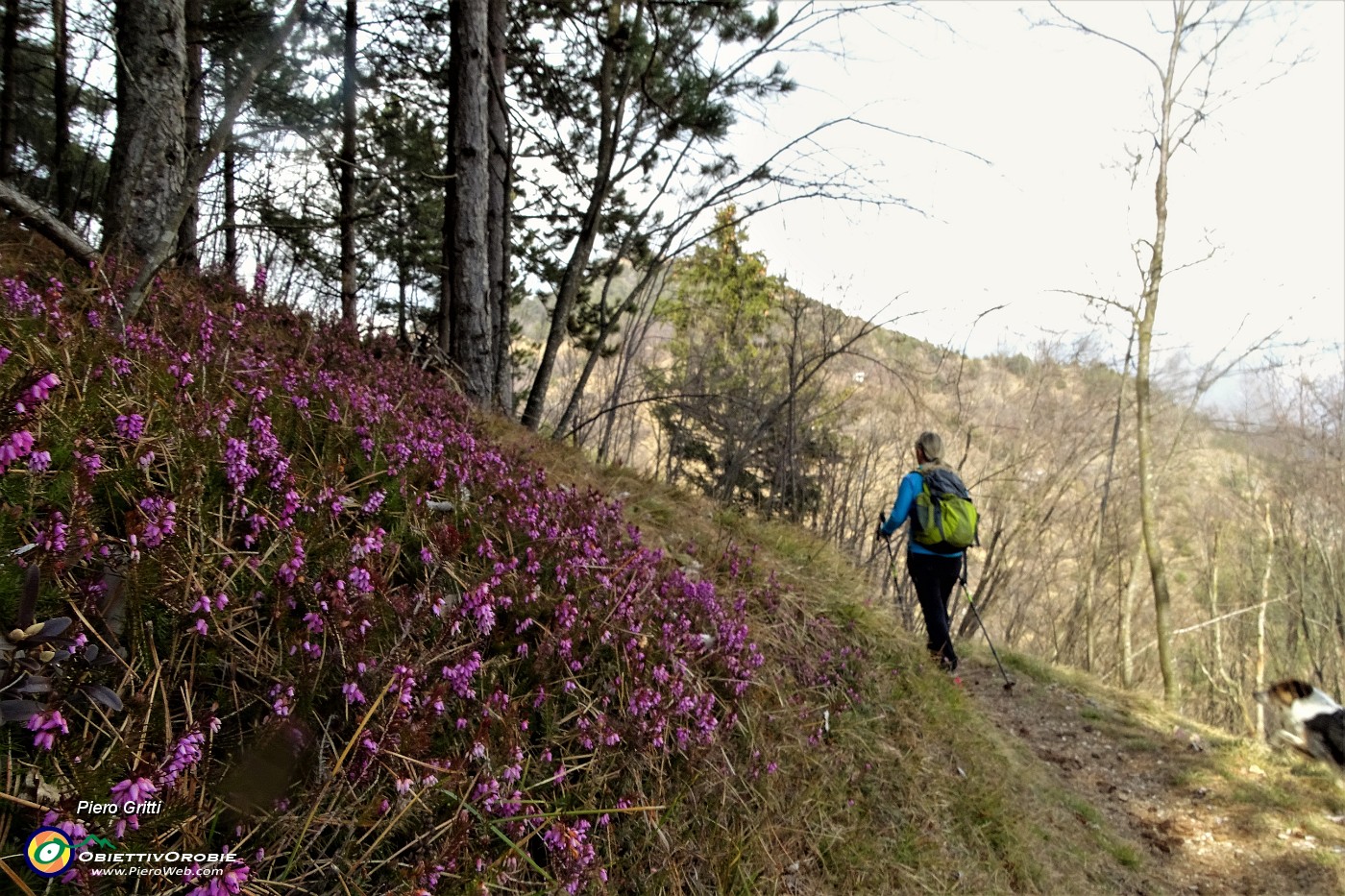 47 L'erica in fiore ci accompagna.JPG